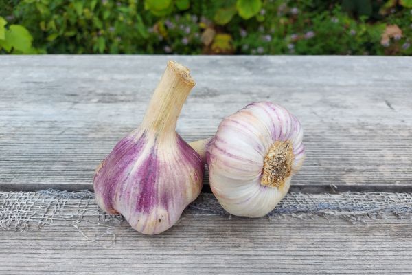 Knoblauch